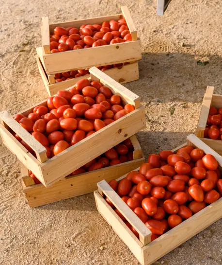 Caja de tomates